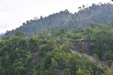 Tropical forest on Papua Island, green trees and hilly.