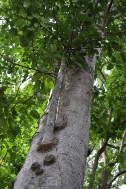 view of green trees from below, in tropical forest