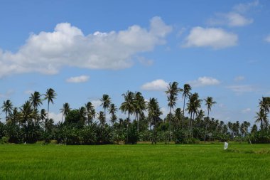green rice in paddy fields in rural Indonesia. Green or natural background.