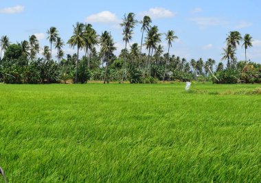 green rice in paddy fields in rural Indonesia. Green or natural background.