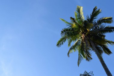 High angle coconut tree in the daytime, Tree blue sky, tree top against blue sky on a sunny day. Nature Indonesia