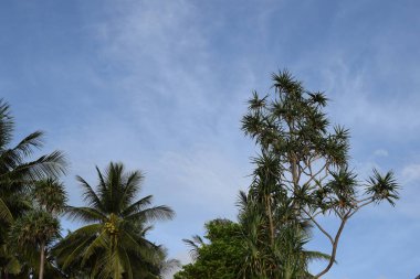 High angle coconut tree in the daytime, Tree blue sky, tree top against blue sky on a sunny day. Nature Indonesia