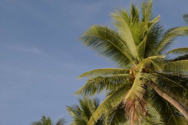High angle coconut tree in the daytime, Tree blue sky, tree top against blue sky on a sunny day. Nature Indonesia