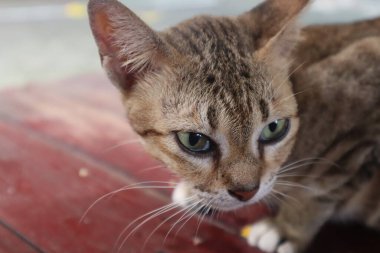 Curious cat looking at camera, pet cat living at home
