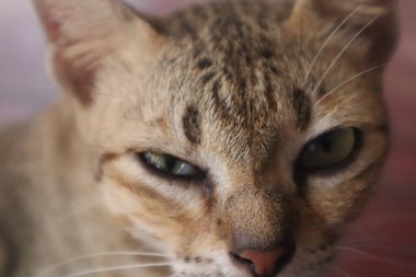 Curious cat looking at camera, pet cat living at home