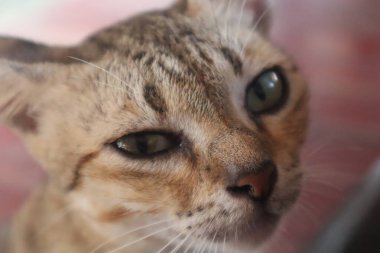 Curious cat looking at camera, pet cat living at home