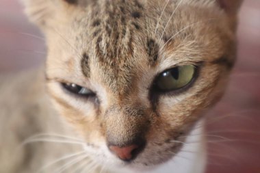 Curious cat looking at camera, pet cat living at home