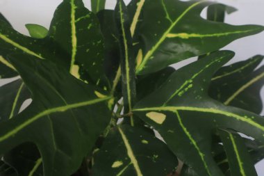 Beyaz arka planda yeşil yapraklardan oluşan yaratıcı bir düzen. Düz yat. Doğal kavram