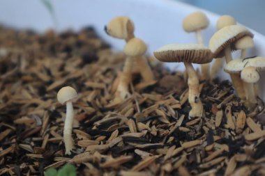 Beyaz taze mantar, ev bahçesindeki saksıda yetişiyor..