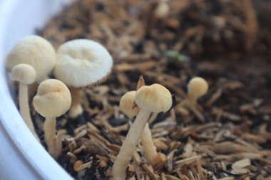 Beyaz taze mantar, ev bahçesindeki saksıda yetişiyor..