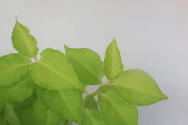 Δημιουργική Διάταξη Από Πράσινα Φύλλα Λευκό Φόντο Ξάπλωσε Φυσική Έννοια — Φωτογραφία Αρχείου