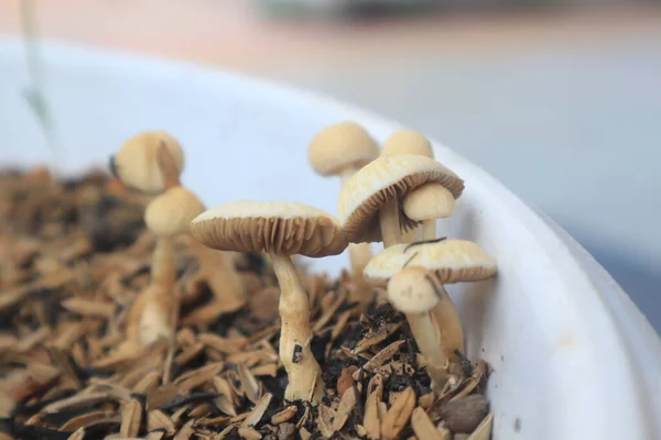 Piccolo Fungo Bianco Fresco Che Cresce Vaso Nel Giardino Casa — Foto Stock