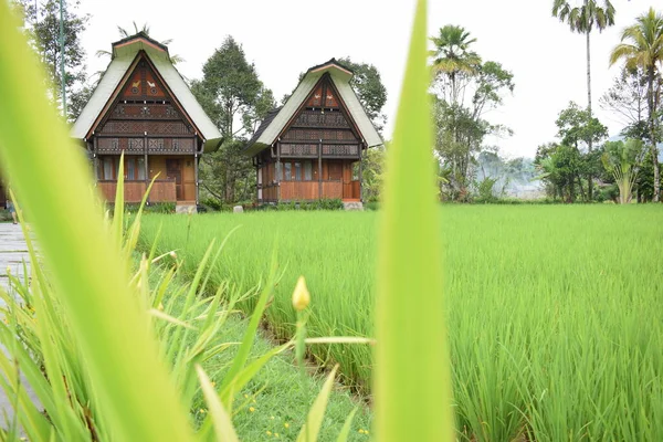 Maisons Traditionnelles Paysages Naturels Tongkonan Dans Les Sites Touristiques Nord — Photo