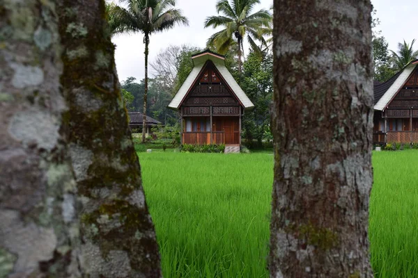 Тонгконан Традиционные Дома Природные Пейзажи Северной Тораджи Туристических Объектов Природная — стоковое фото