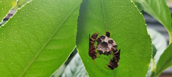 Eşek Arıları Asyalı Dev Eşekarıları Yaprakların Üzerine Yuva Yaparlar Uçan — Stok fotoğraf