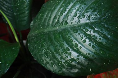 Yeşil yapraklardan oluşan yaratıcı bir düzen. Düz yat. Doğal konsept