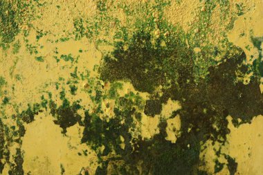 Evin duvarları yosunlu sarıya boyanmış.