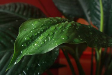 Yeşil yapraklardan oluşan yaratıcı bir düzen. Düz yat. Doğal konsept