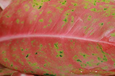 Yeşil yapraklardan oluşan yaratıcı bir düzen. Düz yat. Doğal konsept