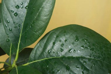 Yeşil yapraklardan oluşan yaratıcı bir düzen. Düz yat. Doğal konsept