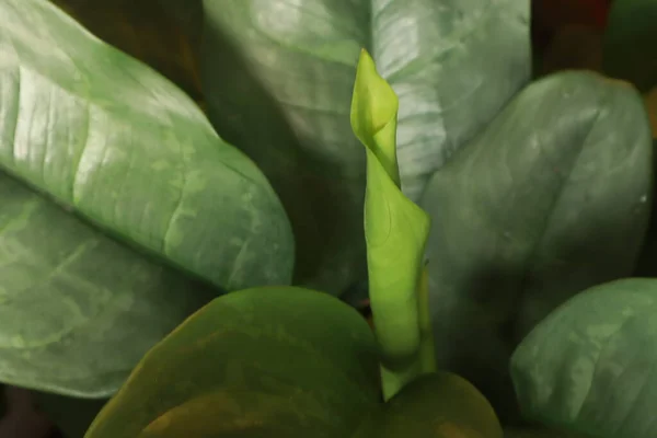 Креативный Макет Зеленых Листьев Лежи Ровно Естественная Концепция — стоковое фото
