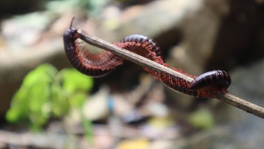 Karmaşık böcek detayları. Yakın çekim makro çekim. Canlı bir ön plan odağı. Hayvan temalı. Gündüz Böcek Fotoğrafçılığı.