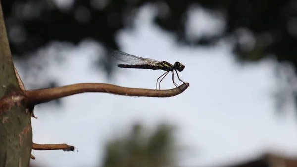 Detailní Záběr Vážky Sedící Větvičce Krásná Vážky Přírodním Prostředí Hmyz — Stock fotografie