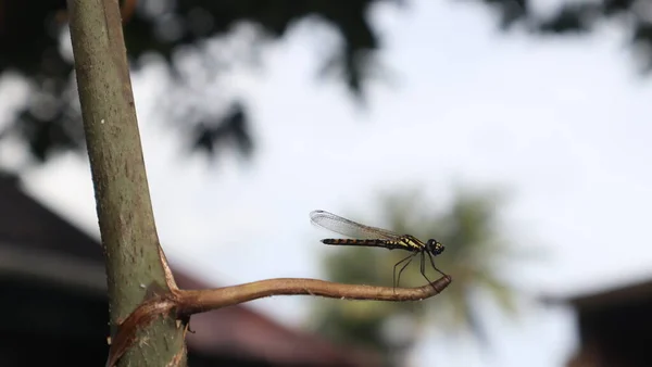 Großaufnahme Einer Libelle Die Auf Einem Zweig Thront Schöne Libelle — Stockfoto