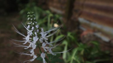 Kumis Kucing (Ortoisphon Aristatus), Lamiaceae / Labiatae familyasından bir bitki türü. Bu şifalı bitkiler çoğunlukla Güney Çin, Hint Altkıtası ve Güneydoğu Asya 'da bulunur..