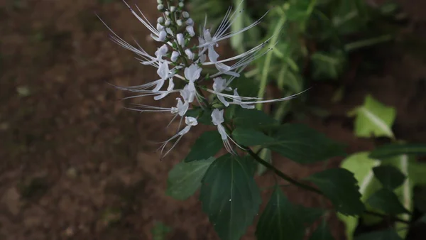 Kumis Kucing Ortoisphon Aristatus Lamiaceae Labiatae Familyasından Bir Bitki Türü — Stok fotoğraf