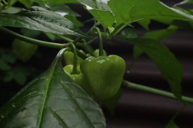 Evin yakınındaki bahçede yeşil kırmızı domateslerin fotoğrafını çek.