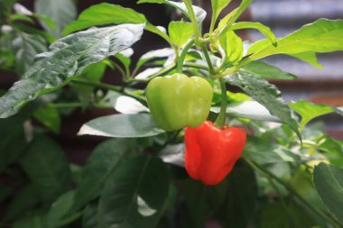 Evin yakınındaki bahçede yeşil kırmızı domateslerin fotoğrafını çek.