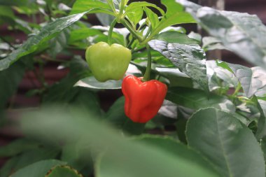 Evin yakınındaki bahçede yeşil kırmızı domateslerin fotoğrafını çek.