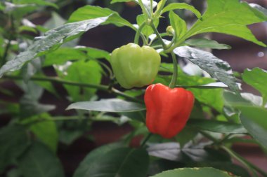 Evin yakınındaki bahçede yeşil kırmızı domateslerin fotoğrafını çek.