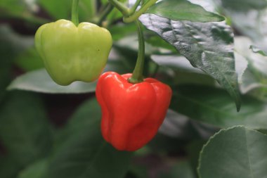 Evin yakınındaki bahçede yeşil kırmızı domateslerin fotoğrafını çek.