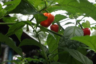 Evin yakınındaki bahçede yeşil kırmızı domateslerin fotoğrafını çek.
