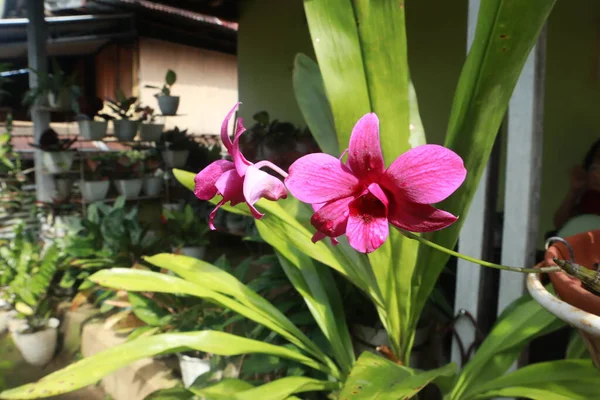 Flor Orquídea Roxa Jardim Com Fundo Folha — Fotografia de Stock