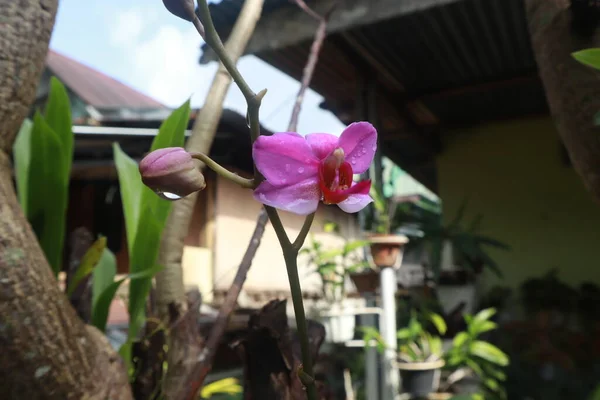 Flor Púrpura Orquídea Jardín Casero Con Fondo Hoja — Foto de Stock