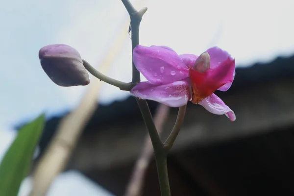 Lila Orchideenblume Heimischen Garten Mit Blatthintergrund — Stockfoto