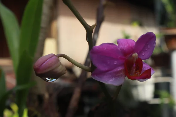 Paarse Orchidee Bloem Huis Tuin Met Blad Achtergrond — Stockfoto