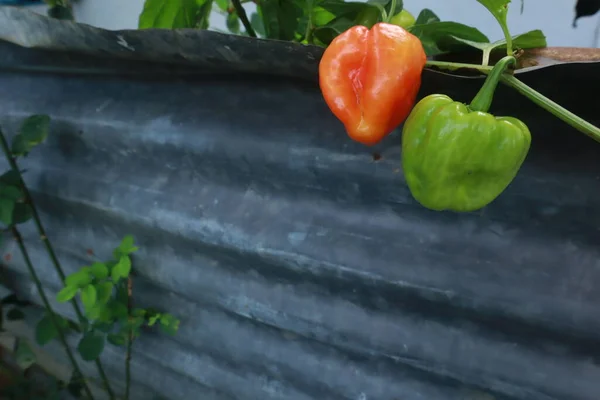 Κοντινή Φωτογραφία Πράσινες Κόκκινες Ντομάτες Στον Κήπο Κοντά Στο Σπίτι — Φωτογραφία Αρχείου