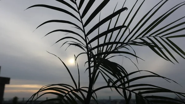 Ηλιοβασίλεμα Βράδυ Φύλλο Φοίνικα Σιλουέτας — Φωτογραφία Αρχείου