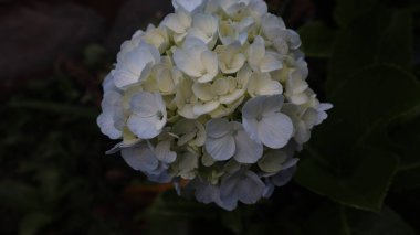 Mavi Hortensiya (Hydrangea makrophylla) çiçekleri. Hortensiya 'nın hafif açık mavi renginde tam çiçeklenme - yaz çiçekli arka plan