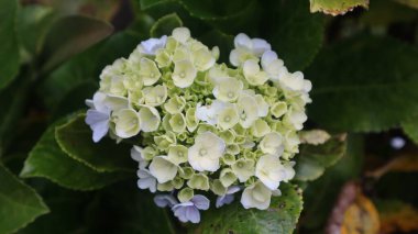 Mavi Hortensiya (Hydrangea makrophylla) çiçekleri. Hortensiya 'nın hafif açık mavi renginde tam çiçeklenme - yaz çiçekli arka plan