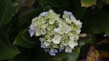Mavi Hortensiya (Hydrangea makrophylla) çiçekleri. Hortensiya 'nın hafif açık mavi renginde tam çiçeklenme - yaz çiçekli arka plan