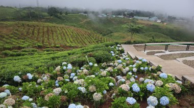 Mavi Hortensiya (Hydrangea makrophylla) çiçekleri. Hortensiya 'nın hafif açık mavi renginde tam çiçeklenme - yaz çiçekli arka plan