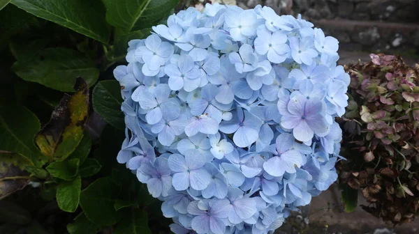 Mavi Hortensiya Hydrangea Makrophylla Çiçekleri Hortensiya Nın Hafif Açık Mavi — Stok fotoğraf