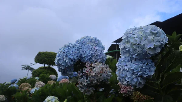 Kék Hortensia Hydrangea Macrophylla Virágok Zöld Levelekkel Bokorban Nyári Kertben — Stock Fotó