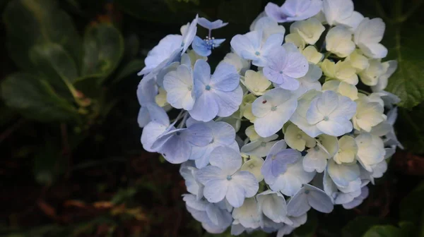 Hortensia Azul Hydrangea Macrophylla Flores Com Folhas Verdes Arbusto Jardim — Fotografia de Stock
