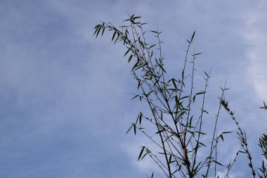 Düşük açılı mavi gökyüzü, kabarık beyaz bulutlar, güzel bir ağacın canlı yeşil yapraklarını gösteriyor..